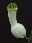  Wine-glass Vine, Fountain Flower, Parachute Plant, Ceropegia white Photo, description and cultivation, growing and characteristics