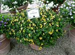 Комнатные Растения Торения Цветок ампельные, Torenia желтый Фото, описание и выращивание, выращивание и характеристика