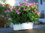 Krukväxter Nyckelben Blomma, Ladys Toffel, Blå Vinge ampelväxter, Torenia rosa Fil, beskrivning och uppodling, odling och egenskaper