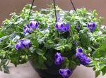 Kapalı bitkiler Salıncaklı Çiçek, Hanımefendi Terlik, Mavi Kanat çiçek asılı bitki, Torenia lacivert fotoğraf, tanım ve yetiştirme, büyüyen ve özellikleri