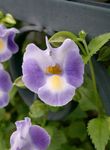 lilás Pendurado Planta Wishbone Flower, Ladys Slipper, Blue Wing características e foto