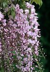 Krukväxter Blåregn Blomma lian, Wisteria rosa Fil, beskrivning och uppodling, odling och egenskaper