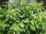 Vidinis augalai Ylang Ylang, Kvepalai Medis, Chanel # 5 Medis, Ilang-Ilang, Maramar žiedas, Cananga odorata geltonas Nuotrauka, aprašymas ir auginimas, augantis ir charakteristikos