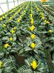 黄 低木 シマウマ植物、オレンジエビプラント 特性 と フォト