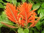 laranja Arbusto Zebra Plant, Orange Shrimp Plant características e foto
