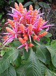  Zebra Plant, Orange Shrimp plant Flower shrub, Aphelandra pink Photo, description and cultivation, growing and characteristics