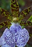 lichtblauw Kruidachtige Plant Zygopetalum karakteristieken en foto