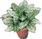motley Herbaceous Plant Aglaonema, Silver Evergreen characteristics and Photo
