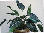 Indoor Plants Aglaonema, Silver Evergreen motley Photo, description and cultivation, growing and characteristics
