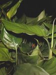 yeşil Otsu Bir Bitkidir Aglaonema, Gümüş Yaprak Dökmeyen özellikleri ve fotoğraf