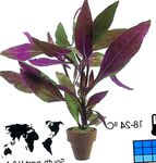 purple Shrub Alternanthera characteristics and Photo