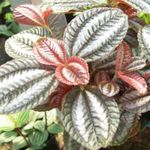  Aluminum Plant, Pilea variegado foto, descrição e cultivo, crescente e características