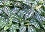 Kapalı bitkiler Alüminyum Tesisi, Pilea rengârenk fotoğraf, tanım ve yetiştirme, büyüyen ve özellikleri
