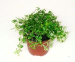 室内植物 炮兵蕨，微型椒草, Pilea microphylla, Pilea depressa 葱绿 照, 描述 和 养殖, 成长 和 特点