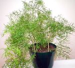 Indoor Plants Asparagus green Photo, description and cultivation, growing and characteristics