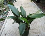 green  Aspidistra, Bar Room Plant, Cast Iron Plant characteristics and Photo