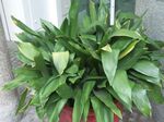  Aspidistra, Bar Room Plant, Cast Iron Plant green Photo, description and cultivation, growing and characteristics