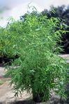 žalias Žolinis Augalas Bambukas charakteristikos ir Nuotrauka