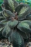  Bertolonia, Mücevher Bitki rengârenk fotoğraf, tanım ve yetiştirme, büyüyen ve özellikleri