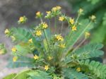  Biophytum, Citlivá Rostlina zelená fotografie, popis a kultivace, pěstování a charakteristiky
