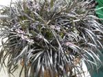 Kapalı bitkiler Siyah Ejderha, Zambak-Çim, Yılanın Sakal, Ophiopogon simli fotoğraf, tanım ve yetiştirme, büyüyen ve özellikleri