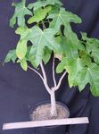 Kamerplanten Brachychiton boom groen foto, beschrijving en teelt, groeiend en karakteristieken