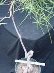 Kapalı bitkiler Brachychiton ağaç yeşil fotoğraf, tanım ve yetiştirme, büyüyen ve özellikleri