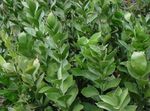 Vidinis augalai Pelžiedės krūmas, Ruscus žalias Nuotrauka, aprašymas ir auginimas, augantis ir charakteristikos
