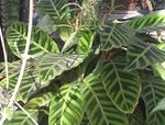  Calathea, Zebra Rostlina, Páv Rostlina kropenatý fotografie, popis a kultivace, pěstování a charakteristiky
