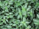 Plantas de Interior Callisia, Bolivian Jew variegado foto, descrição e cultivo, crescente e características