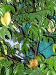 Toataimed Karamboola, Starfrui puu, Averrhoa carambola roheline Foto, kirjeldus ja kultiveerimine, kasvav ja omadused