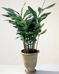 green Herbaceous Plant Cardamomum, Elettaria Cardamomum characteristics and Photo