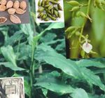 Topfpflanzen Cardamomum, Elettaria Cardamomum grün Foto, Beschreibung und Anbau, wächst und Merkmale
