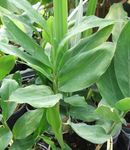 屋内植物 Cardamomum、エレッタリア·カーダモマム 緑色 フォト, 説明 と 栽培, 成長 と 特性