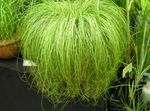 light green Herbaceous Plant Carex, Sedge characteristics and Photo