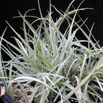 silvery Herbaceous Plant Carex, Sedge characteristics and Photo