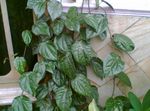 暗緑色 つる植物 セレベスペッパー、壮大コショウ 特性 と フォト