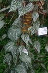 室内植物 西里伯斯辣椒，花椒瑰丽 藤本植物, Piper crocatum 杂色 照, 描述 和 养殖, 成长 和 特点