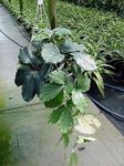 Kamerplanten Kastanje Wijnstok liaan, Tetrastigma groen foto, beschrijving en teelt, groeiend en karakteristieken
