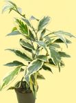 Plantas de Interior Cleyera arbusto variegado foto, descrição e cultivo, crescente e características
