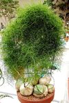 室内植物 登山洋葱, Bowiea 绿 照, 描述 和 养殖, 成长 和 特点