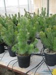 Indoor Plants Coastal Woolly Bush tree, Adenanthos green Photo, description and cultivation, growing and characteristics