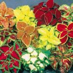 Plante de Interior Coleus pestriț fotografie, descriere și cultivare, în creștere și caracteristici