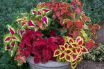 Kapalı bitkiler Coleus rengârenk fotoğraf, tanım ve yetiştirme, büyüyen ve özellikleri