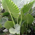 green Herbaceous Plant Colocasia, Taro, Cocoyam, Dasheen characteristics and Photo