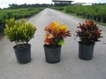 Kapalı bitkiler Kroton, Codiaeum rengârenk fotoğraf, tanım ve yetiştirme, büyüyen ve özellikleri