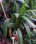 Sisäkasvit Curculigo, Palm Ruoho vihreä kuva, tuntomerkit ja muokkaus, viljely ja ominaisuudet
