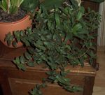 Pokojové Rostliny Cyanotis zelená fotografie, popis a kultivace, pěstování a charakteristiky