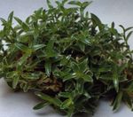 Topfpflanzen Cyanotis grün Foto, Beschreibung und Anbau, wächst und Merkmale