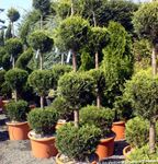 tumman-vihreä Puut Sypressi ominaisuudet ja kuva